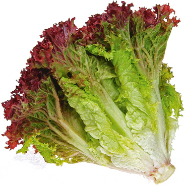 Better Than Organic Lettuce from AgriTech North